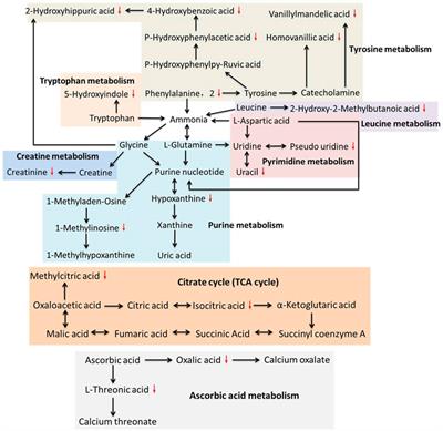 Urine Metabolomics Profiling of Lumbar Disc Herniation and its Traditional Chinese Medicine Subtypes in Patients Through Gas Chromatography Coupled With Mass Spectrometry